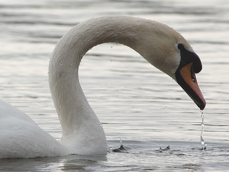 Cigno reale - Cygnus olor  &  Cigno nero - Cygnus atratus